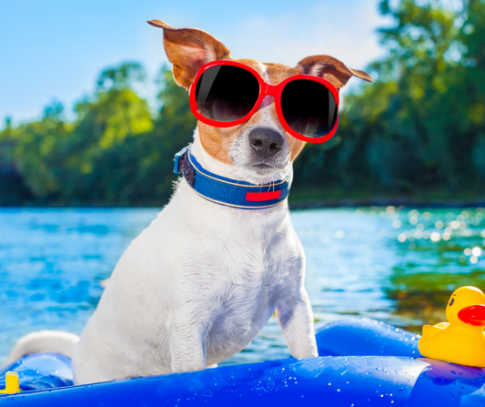 Dog wearing red sunglasses on a blue float by the water showing summer pet safety tips