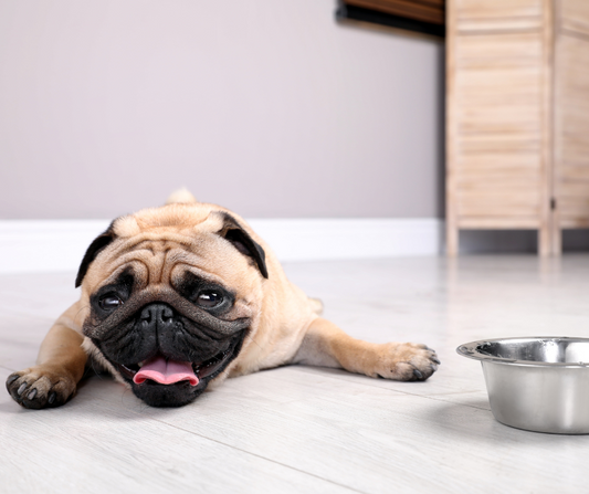 Verão Seguro para Pets: dicas essenciais para proteger o seu animal do calor
