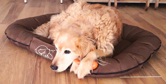 Golden retriever resting on a pet bed with a toy showing how to honor a pet's memory with comfort