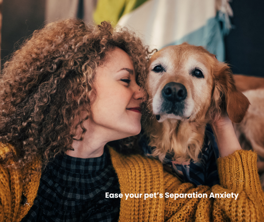 Back to work and school: how to ease your pet’s Separation Anxiety